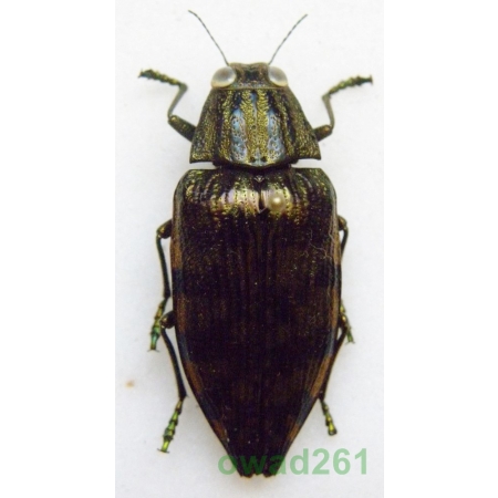 Polybothris zivetta (Klug, 1888) Madagascar4